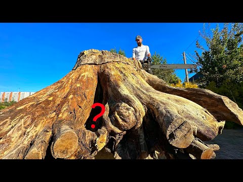 Exclusive Ancient Stump Reveals Its Secrets