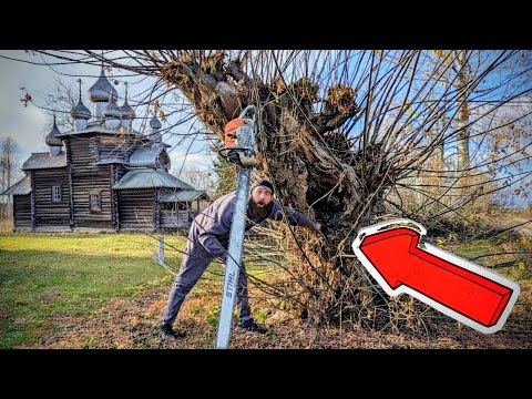 We Cut Open An Old Tree And Found THIS Inside