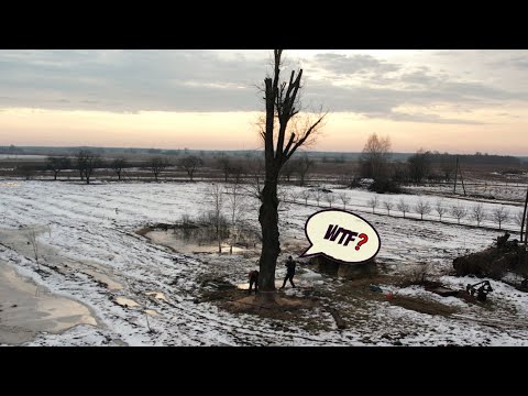 The tree that didn t want to fall look what happened