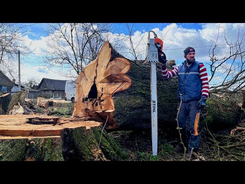 The biggest Elm we sawed