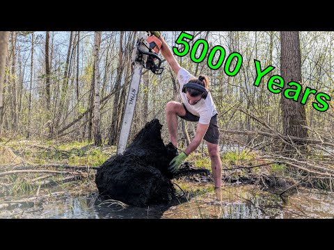 Five Thousand Year Old Treasure in the Swamp