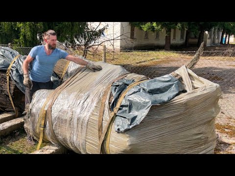 Inside a Pharaoh s Tree Rare Color Reveal