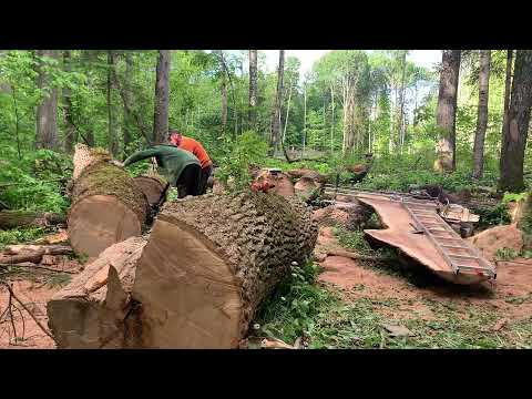 The Nicest Live Edge Slabs Огромный лесной ясень