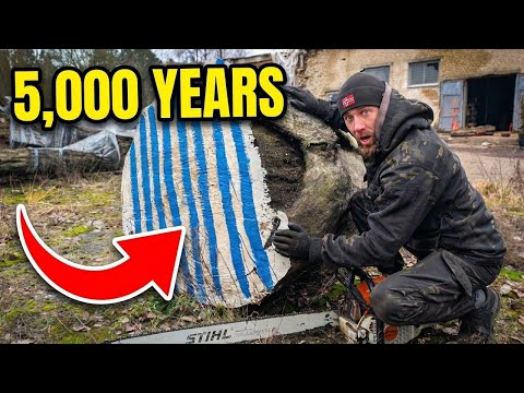 Inside A 5 000 Year Old Log Unreal