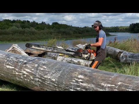 You have never seen such a Bog Oak How did we manage to cut