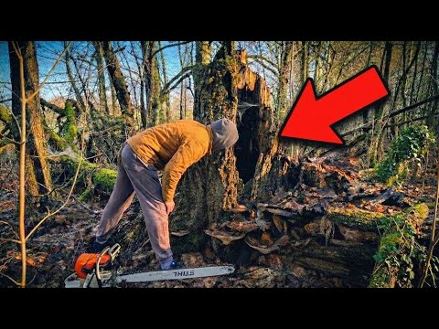 I Found This in an Abandoned Forest