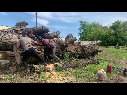 Through the blockage of poplar Тополиный завал