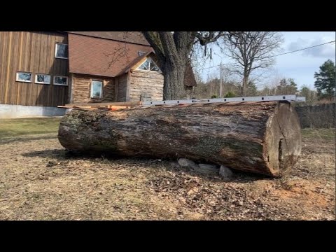We make slabs from oak that has lain for 10 years in a log