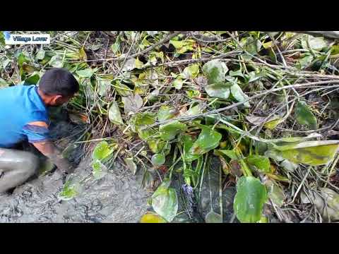 Best Eel Fish hunting with hand Catching Yellow Monster Eel