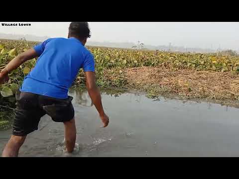 Best Unique Hand Fishing Search Catfish In Secret Big grass