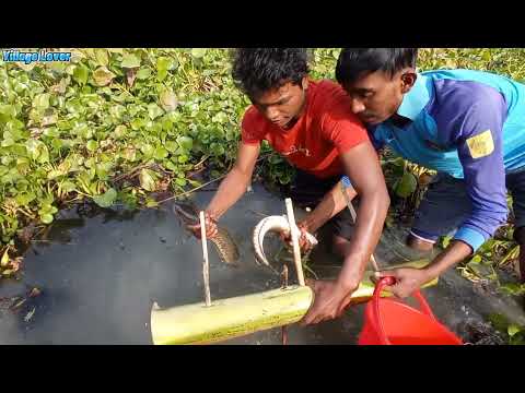 Unbelieve Very Big Fish Hunting With Spear And Banana Tree