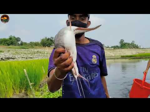 Best Bamboo Arrow Bow Fishing Technique In River Amazing