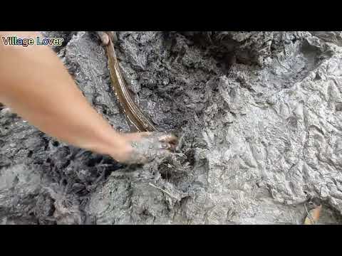 Best Eel Fishing Catching Yellow Monster Eel Fishing From