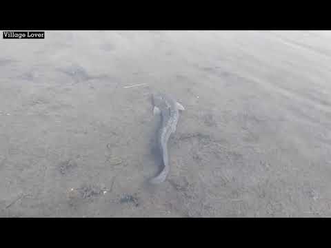 Best Unique Spearfishing Amazing Boy Catching Very Big Fish