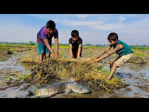 Best Unique Hand Fishing Search Catfish In Secret Big grass