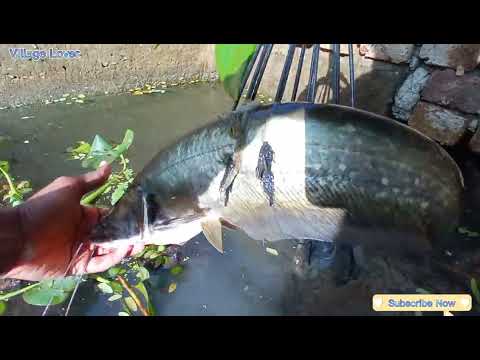 Fishing Big Boal Fish hunting with Teta প র চ ন পদ ধত ত ট ট