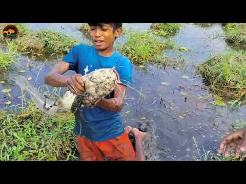 Unbelievable Boys Searching Catching Big Shoal fish in Mud