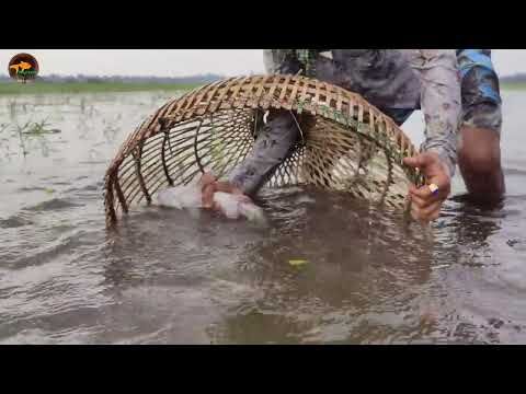 Professional Fishermen Many Fish Hunting By Polo