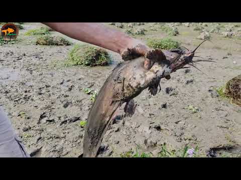 Unique Best Fishing Search Catching Big Catfish Big Catfish