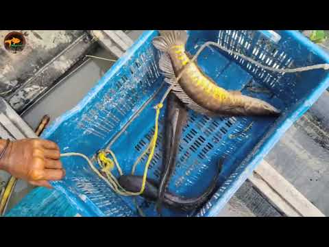 Best Boal Fishing প র চ ন পদ ধত ত জ ল দ য় ব য় ল ম ছ শ ক র