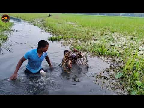 Amazing Best Fish Trapping System Polo Fishing With Bamboo