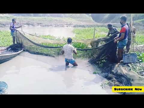 Fishing catching lot of catfish from mud water by hand Best