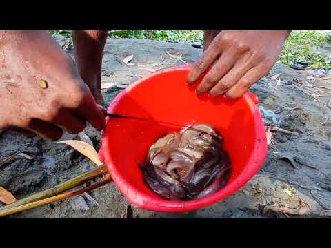 unique fish trapping amazing a boy catching magur fish with