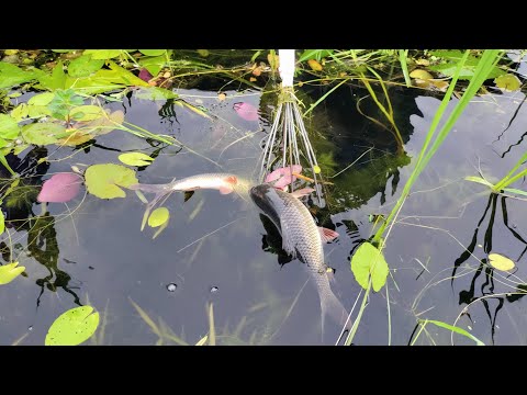 ট ট দ য ম ছ শ ক র র অস ধ রণ দ শ য Village Best Natural