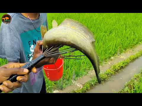 Best Fishing Technique Unbelievable Drean Fishing Video