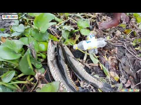 Best Hook Fishing Video catch fish with plastic bottle প ল