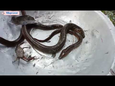 Eel fishing Best Hand Fishing Video Catching Yellow Monster