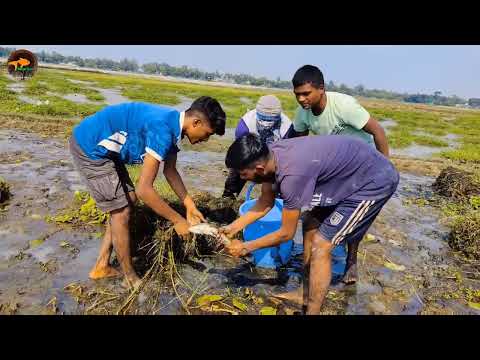 Amazing Village Boys Catching Big Shoal fish By Hand in Mud