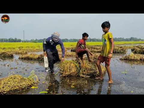 Amazing Hand Fishing Moment Small Boys search catfish in