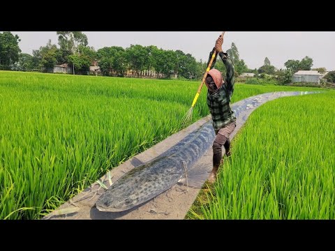 Unique Best Teta Fishing Method In Water Drean Amazing Boy