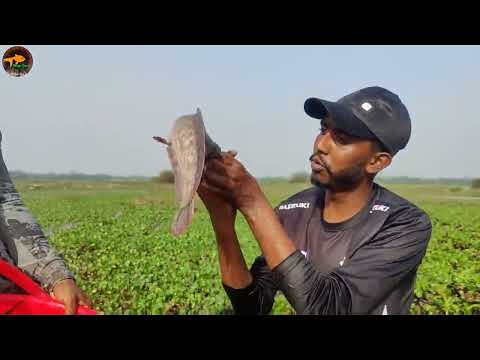 Traditional Village Smart Boys Searching Traping Big Fish
