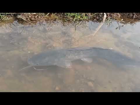 Best Fishing Unbelievable Drean Fishing Video Amazing 3 Boy