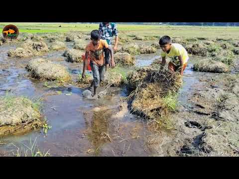 Unbelievable Boys Searching Catching Big Catfish in Deep