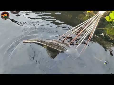 Unique Best Bowfishing From boat Best Jumping Fishing