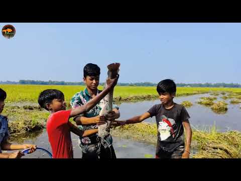 Amazing Boys Catching Big Catfish By Hand in Mud Water Best