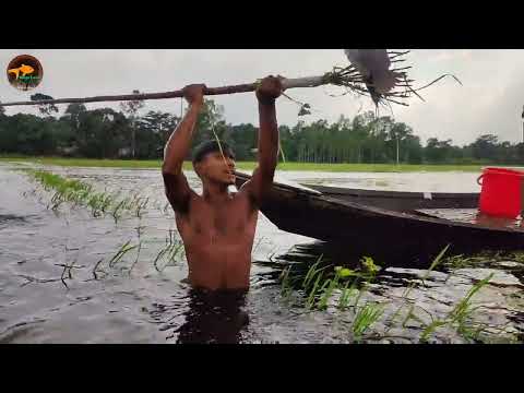 Amazing Village Natural Teta Kotch Fishing In Flood Water