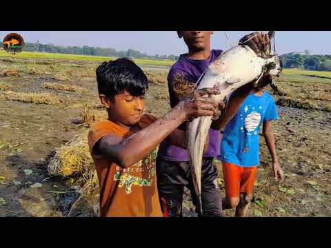 Amazing Kids Search Catching Big Catfish Form Dry Season