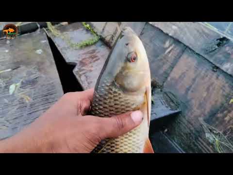 Unbelievable Bamboo Crossbow Fishing Technique By Boat Big