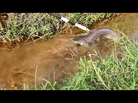 Best Drain Fishing Video Amazing Small Boys Catching Big