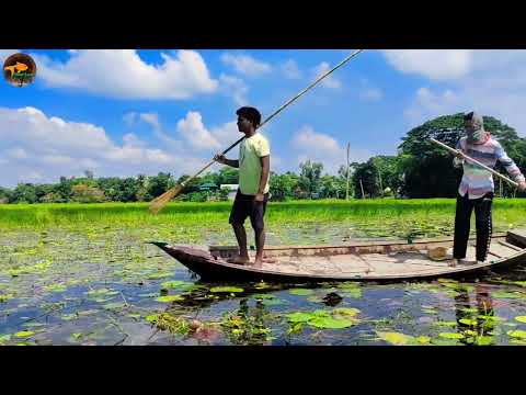 Village Unique Fish Trapping Moment By Boat In Flood Water