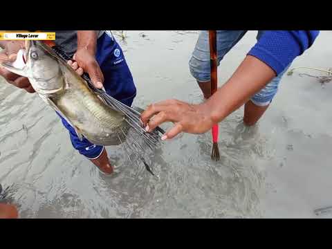 Best Fishing Big fish hunting with teta spearfishing catch
