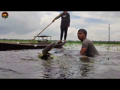 Unbelievable Village Big Fish Catching Method With Bamboo