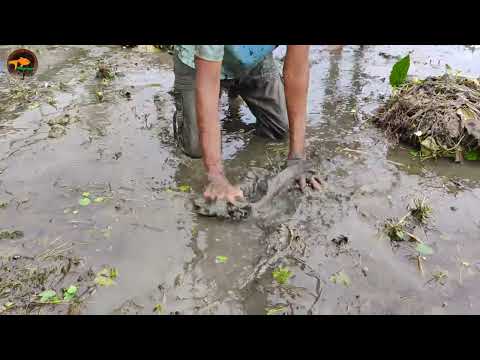 Amazing Village Expert Boys Catching Big Fish By Hand in