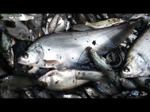 জ ল দ য় ব রল প রজ ত র ম ছ শ ক র Big Fish Hunting By Net