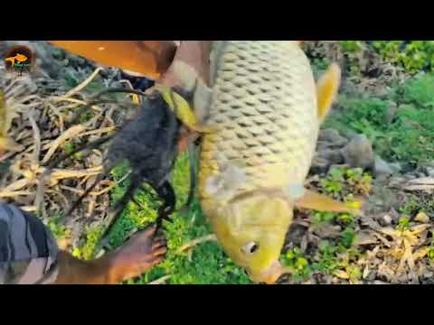 Fishing Spearfishing Catch Very Big Fish Best Unique