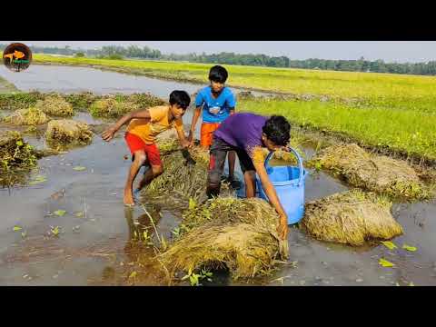 Amazing Boys Catching Big Catfish By Hand in Mud Water Best